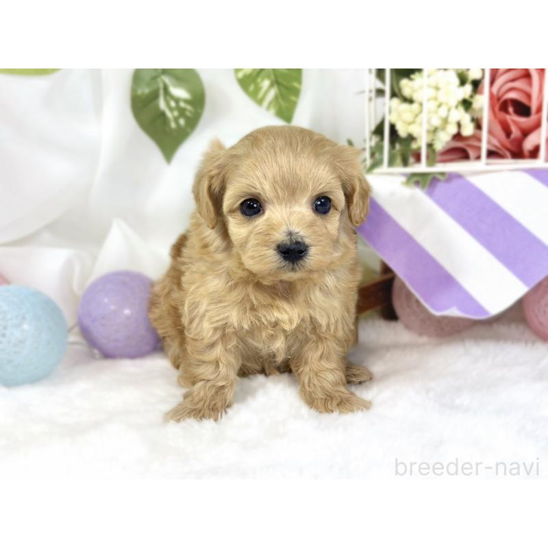 販売中の滋賀県のマルプー:マルチーズ×トイプードル-447426の3枚目