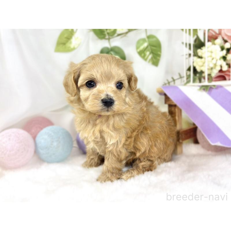 販売中の滋賀県のマルプー:マルチーズ×トイプードル-447426の4枚目