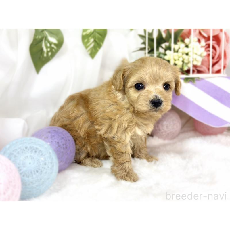 販売中の滋賀県のマルプー:マルチーズ×トイプードル-447426の2枚目