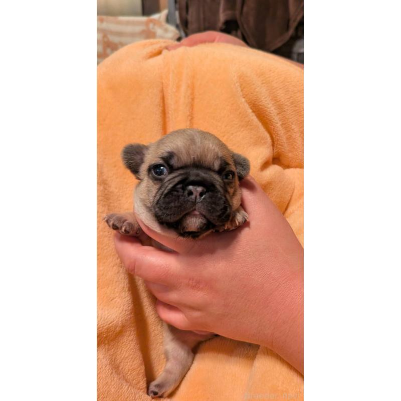 販売中の京都府のフレンチブルドッグ-447430の3枚目