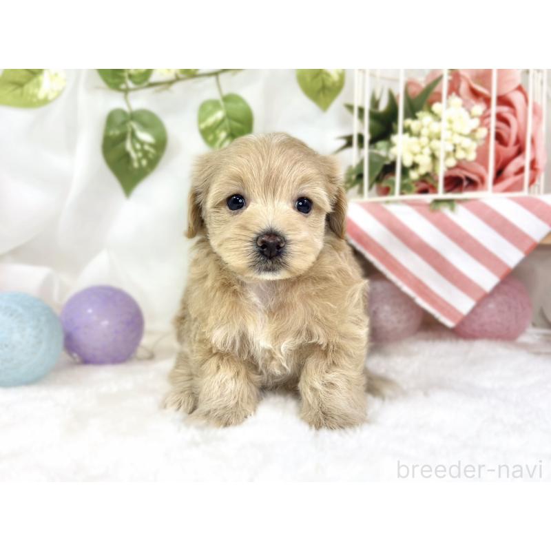 販売中の滋賀県のマルプー:マルチーズ×トイプードル-447427の4枚目