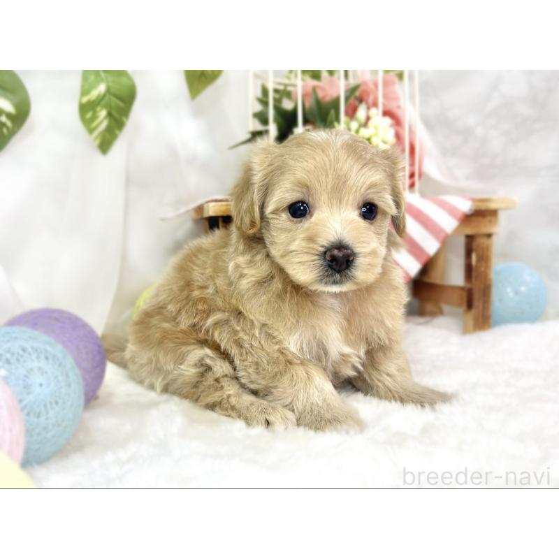 販売中の滋賀県のマルプー:マルチーズ×トイプードル-447427の3枚目