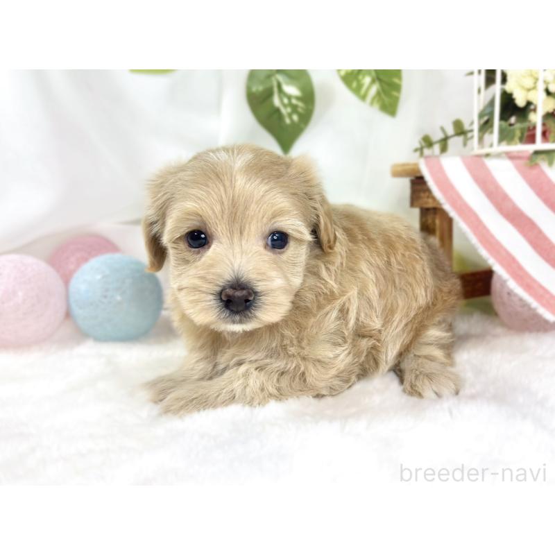 販売中の滋賀県のマルプー:マルチーズ×トイプードル-447427の2枚目