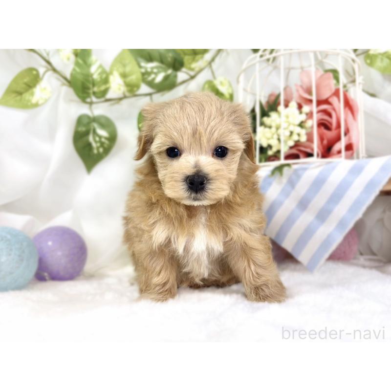 販売中の滋賀県のマルプー:マルチーズ×トイプードル-447428の4枚目