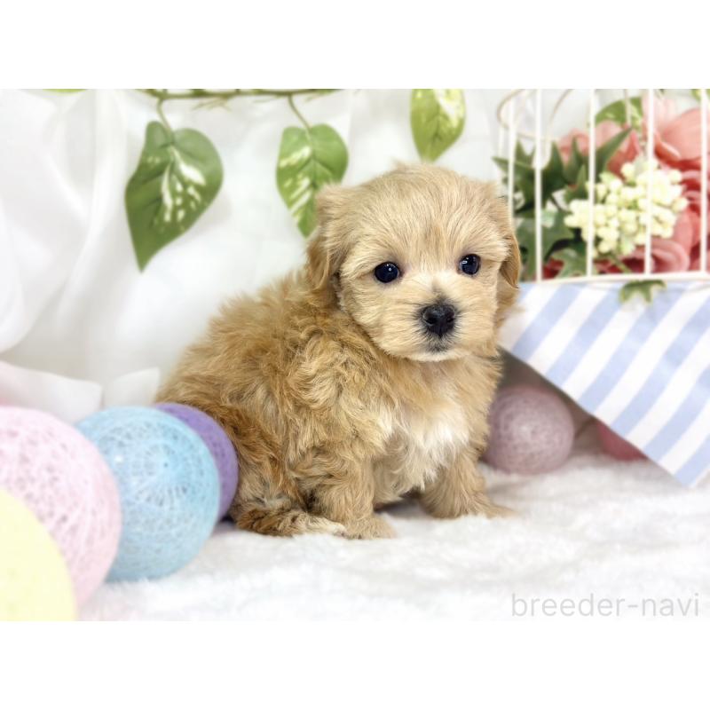 販売中の滋賀県のマルプー:マルチーズ×トイプードル-447428の3枚目