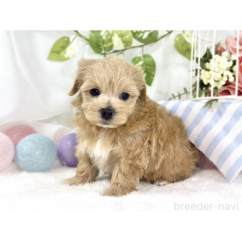 販売中の滋賀県のマルプー:マルチーズ×トイプードル-447428の2枚目