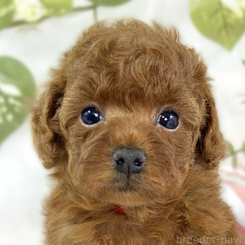 販売中の滋賀県のトイプードル-447431の1枚目