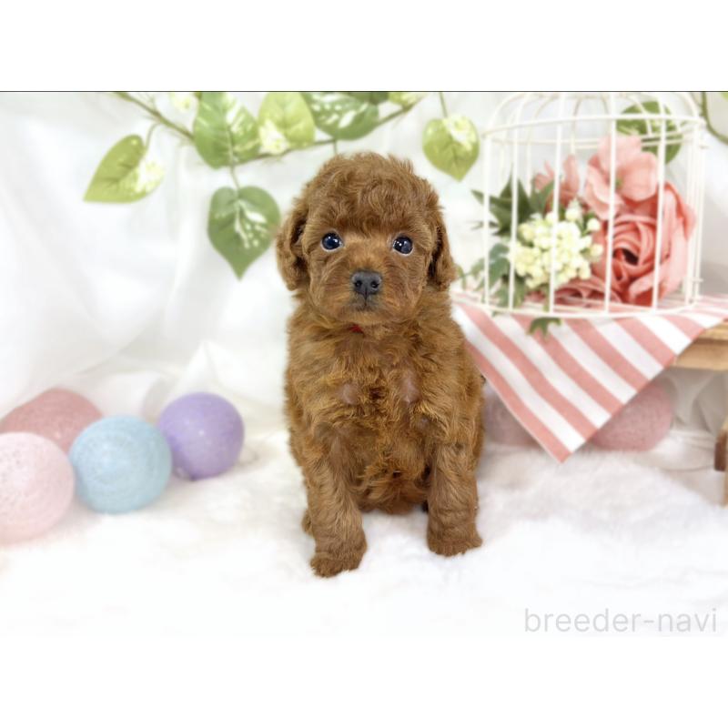 販売中の滋賀県のトイプードル-447431の4枚目