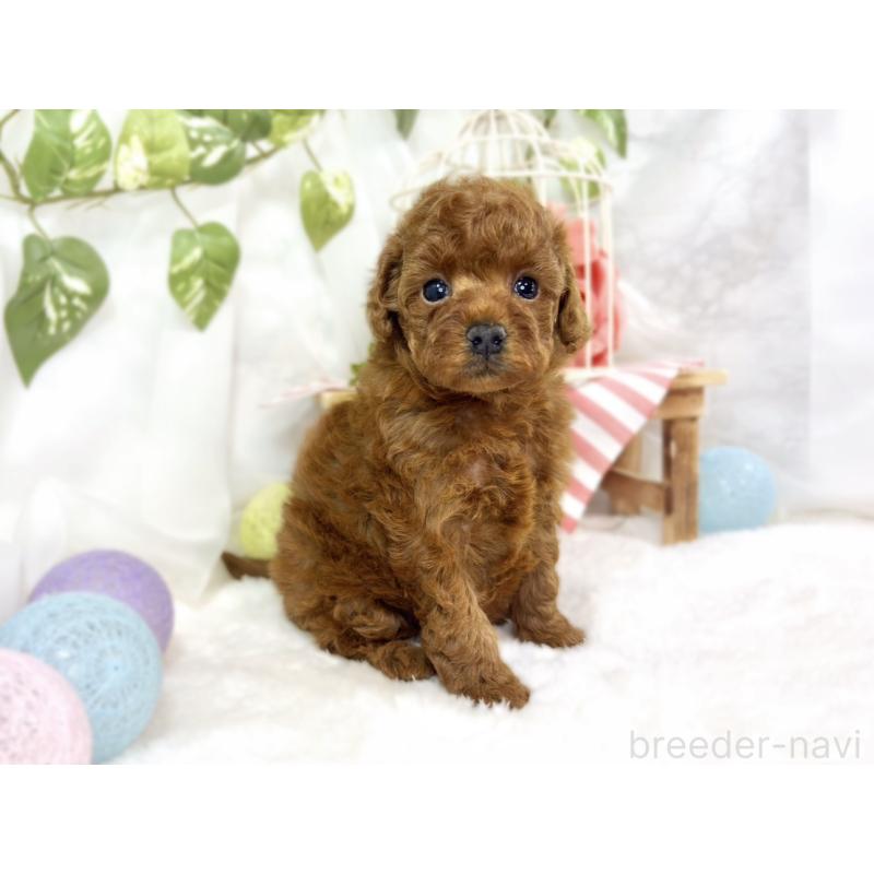 販売中の滋賀県のトイプードル-447431の2枚目