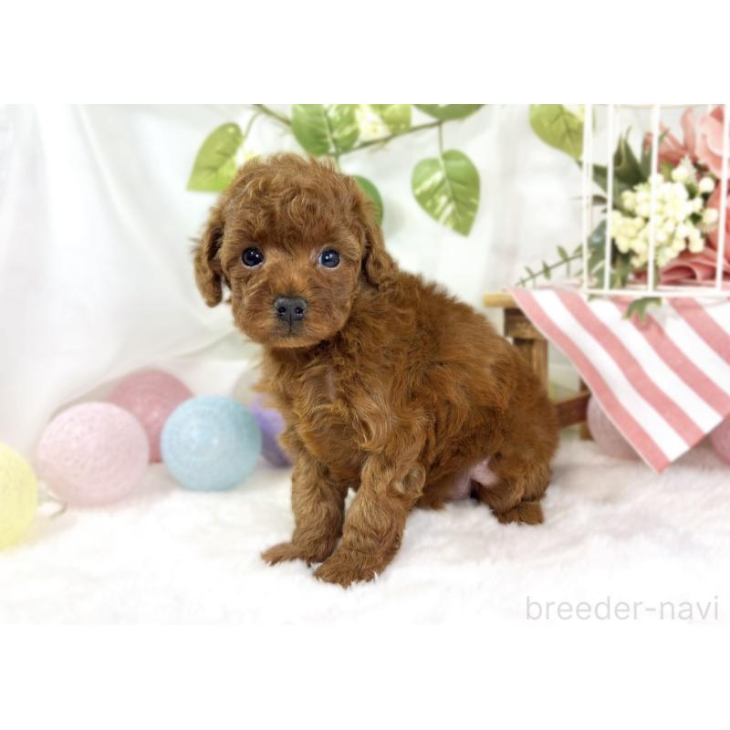 販売中の滋賀県のトイプードル-447431の3枚目