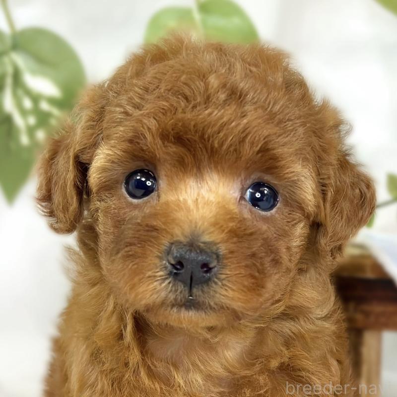 販売中の滋賀県のトイプードル-447432