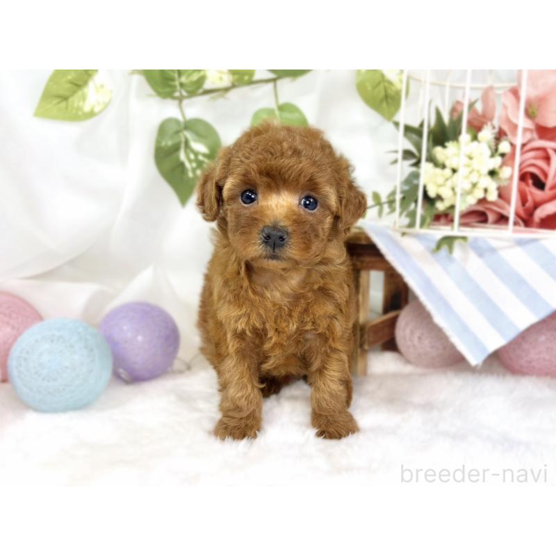 販売中の滋賀県のトイプードル-447432の4枚目