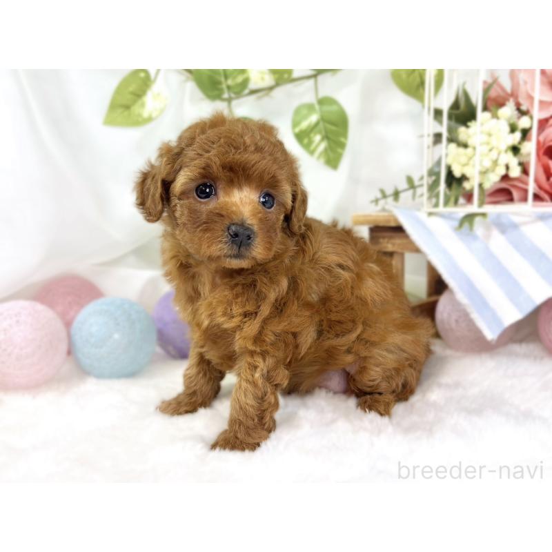 販売中の滋賀県のトイプードル-447432の3枚目