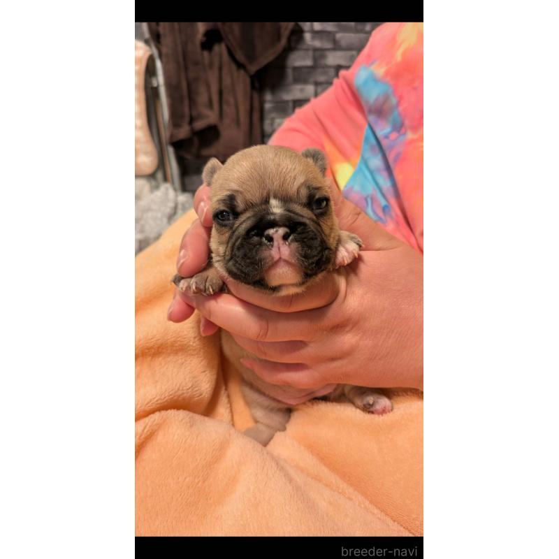 販売中の京都府のフレンチブルドッグ-447435の4枚目