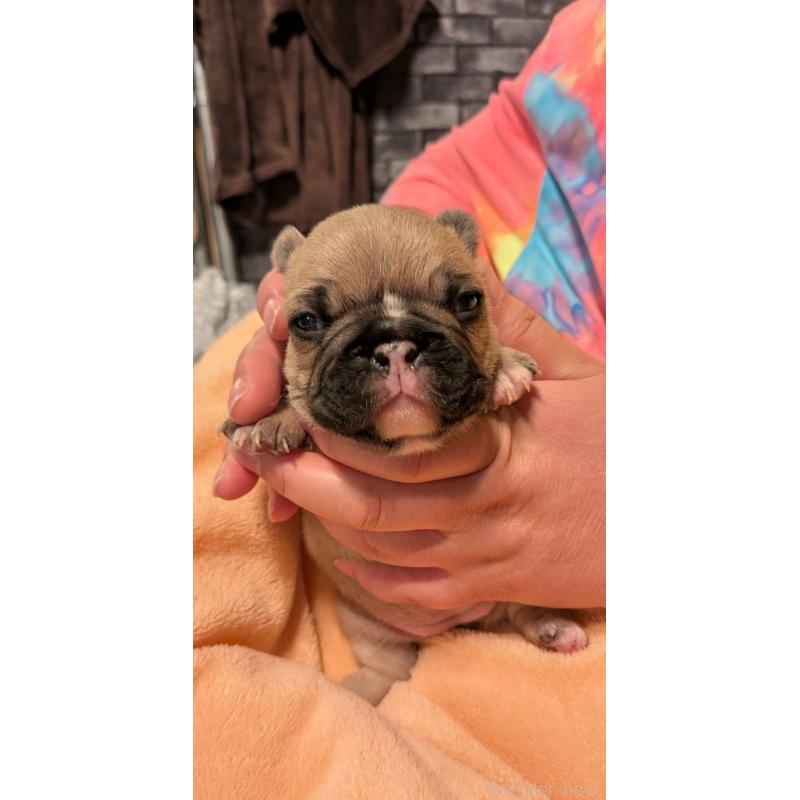 販売中の京都府のフレンチブルドッグ-447435の3枚目