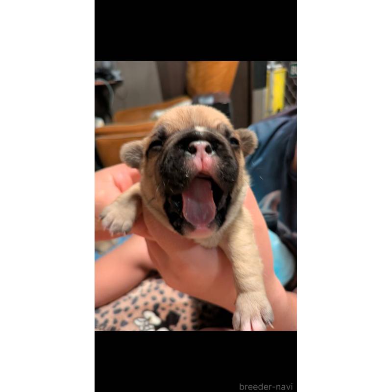 販売中の京都府のフレンチブルドッグ-447435の2枚目