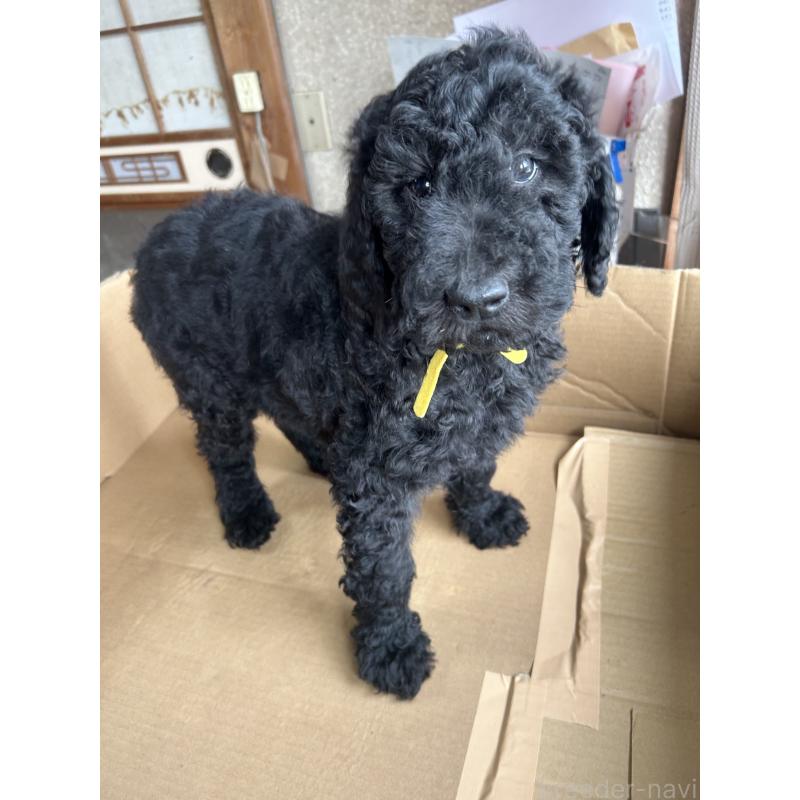 販売中の愛知県のスタンダードプードル-444469