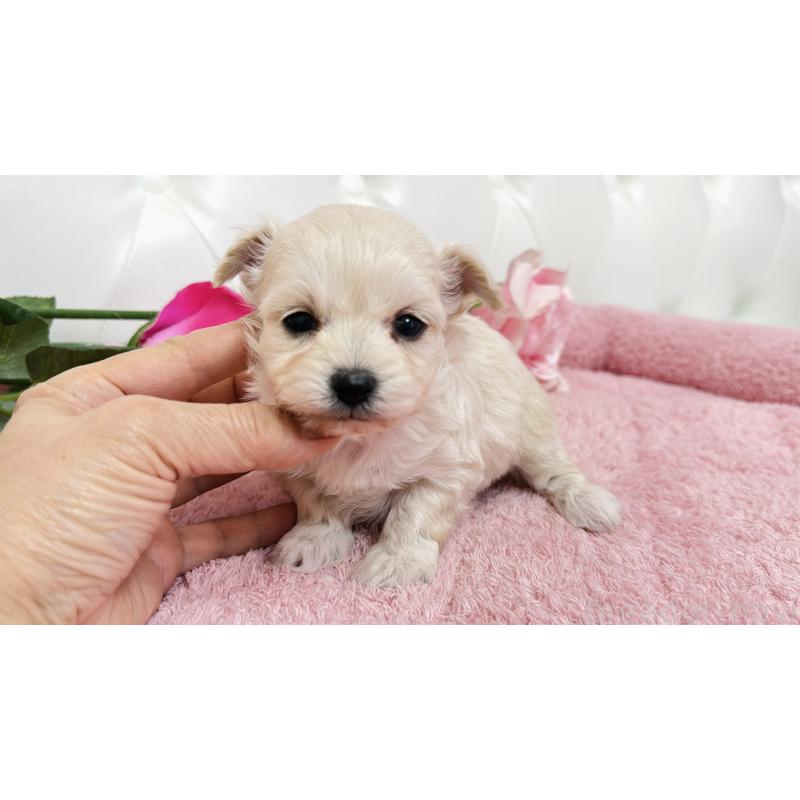 販売中の埼玉県のチワプー:チワワ×トイプードル-447436の1枚目