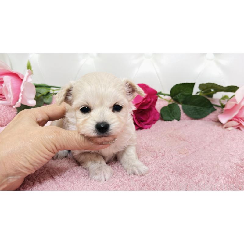 販売中の埼玉県のチワプー:チワワ×トイプードル-447436の8枚目