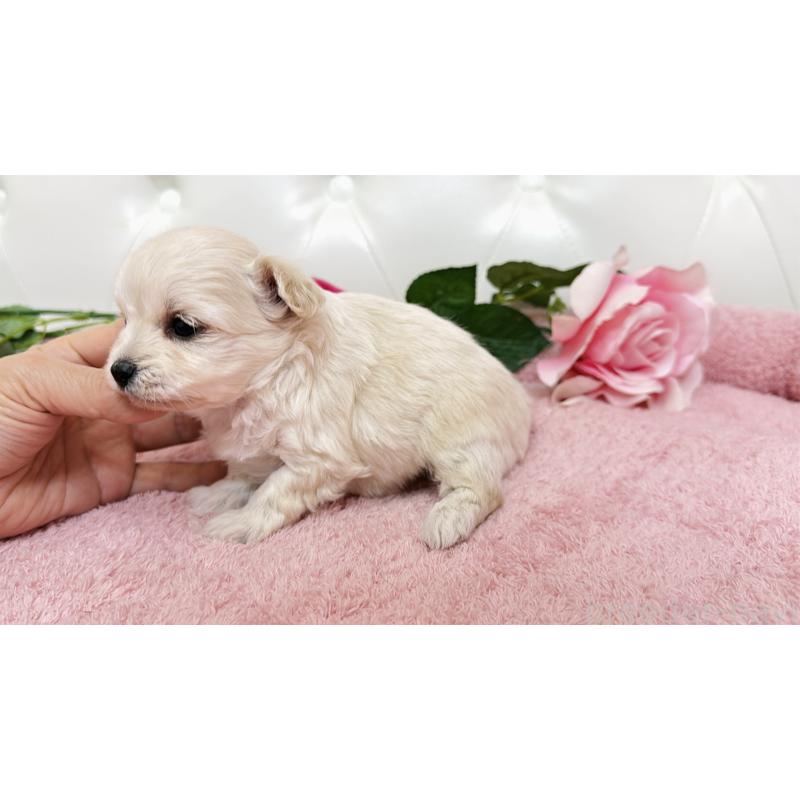 販売中の埼玉県のチワプー:チワワ×トイプードル-447436の6枚目