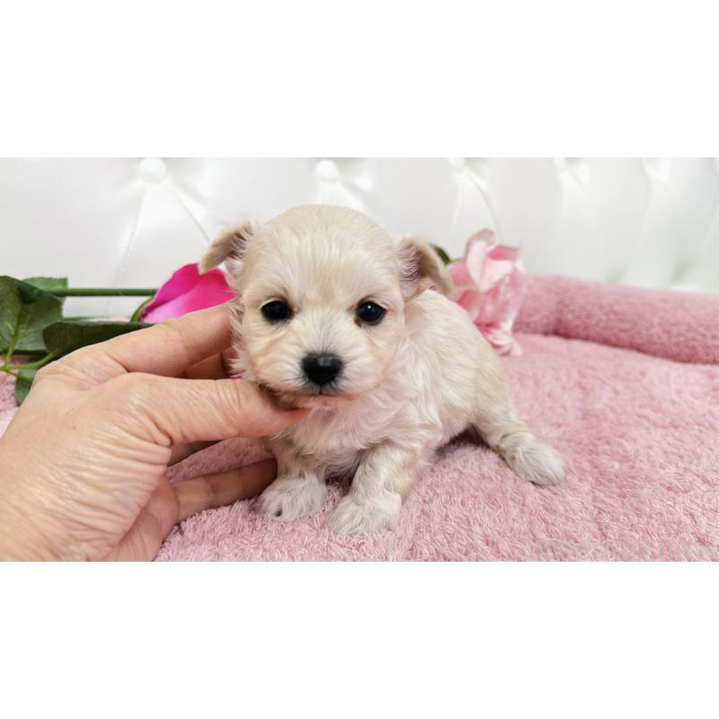 販売中の埼玉県のチワプー:チワワ×トイプードル-447436の5枚目