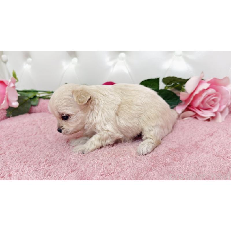 販売中の埼玉県のチワプー:チワワ×トイプードル-447436の4枚目