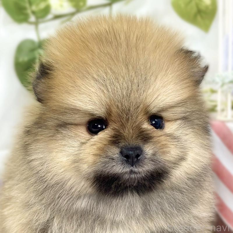 販売中の滋賀県のポメラニアン-447434