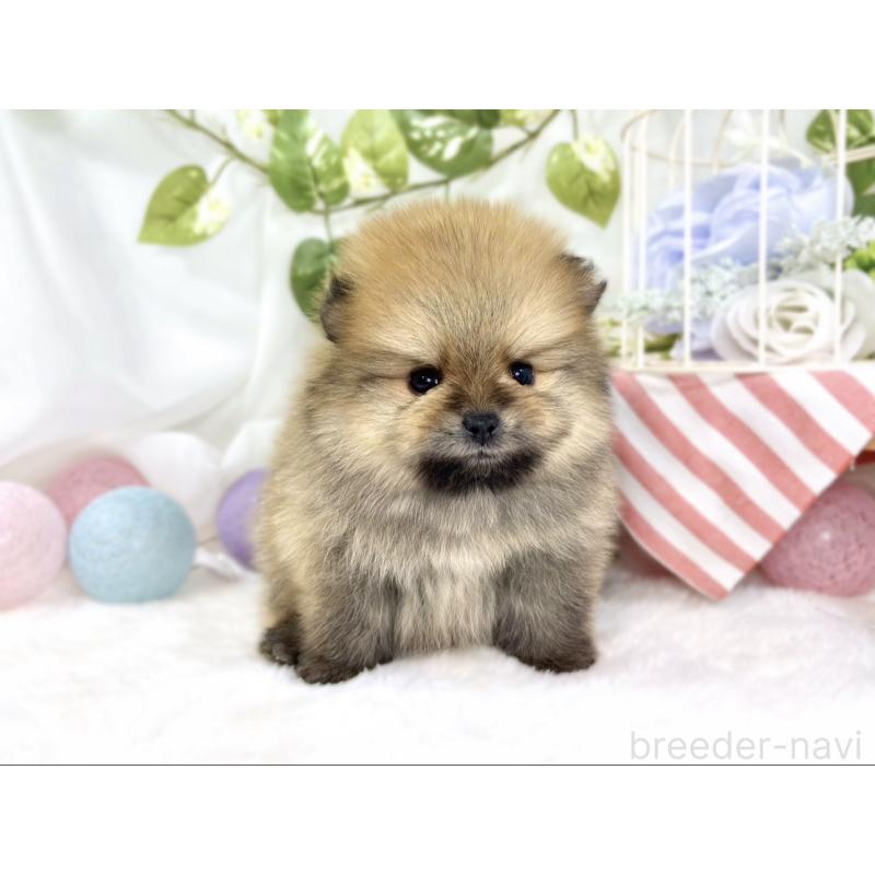 販売中の滋賀県のポメラニアン-447434の4枚目