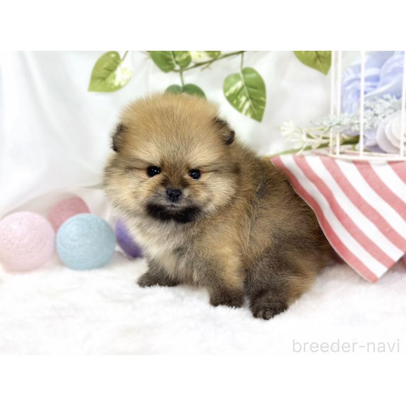 販売中の滋賀県のポメラニアン-447434の3枚目