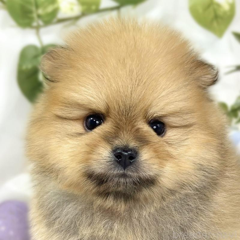 販売中の滋賀県のポメラニアン-447437の1枚目