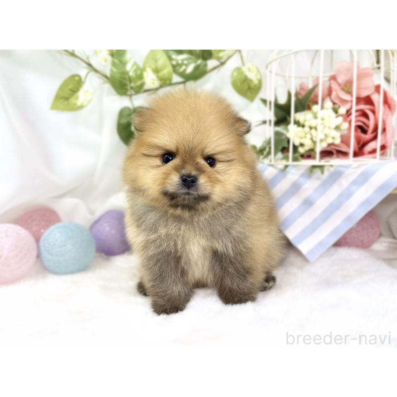 販売中の滋賀県のポメラニアン-447437の4枚目