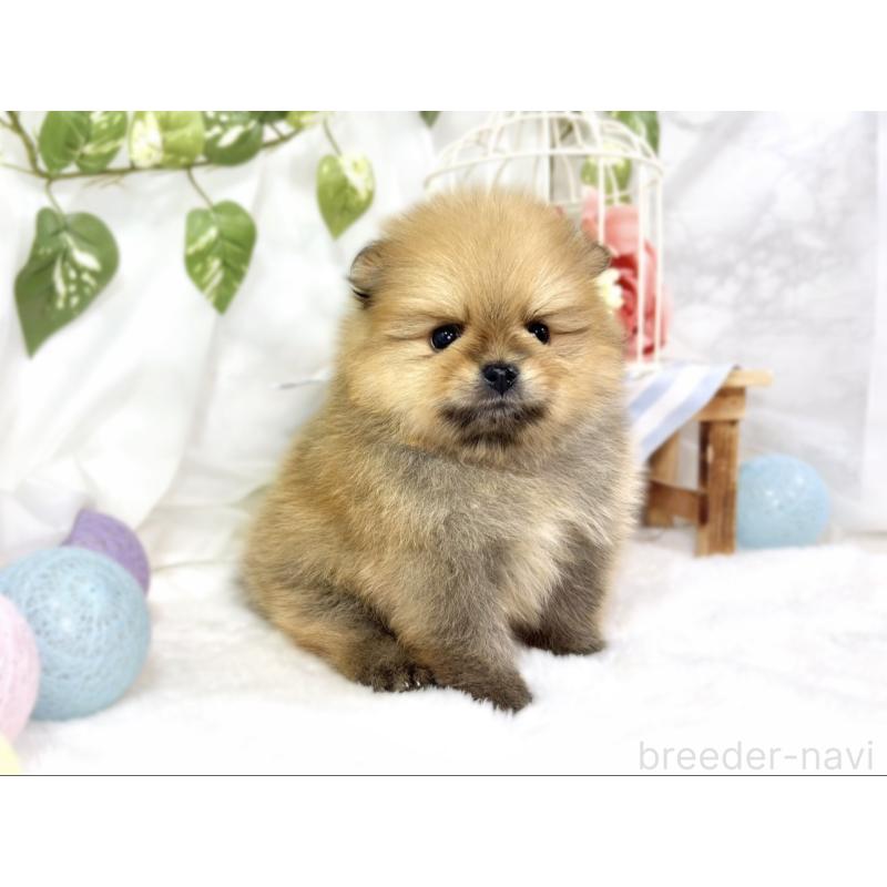 販売中の滋賀県のポメラニアン-447437の3枚目