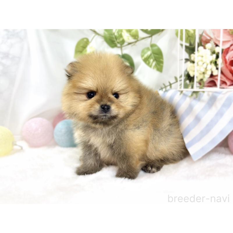 販売中の滋賀県のポメラニアン-447437の2枚目