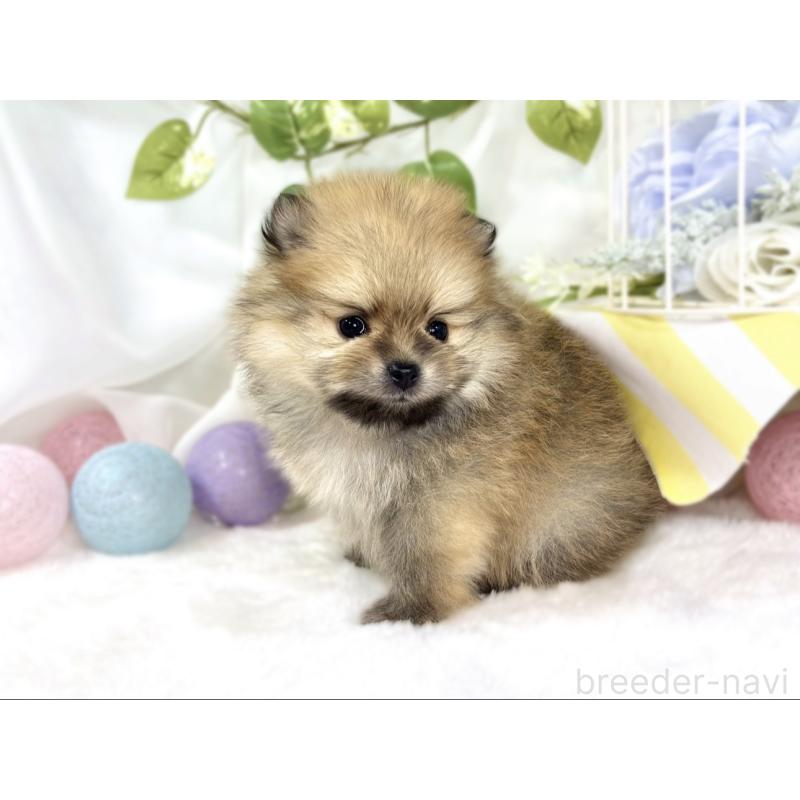 販売中の滋賀県のポメラニアン-447438の3枚目