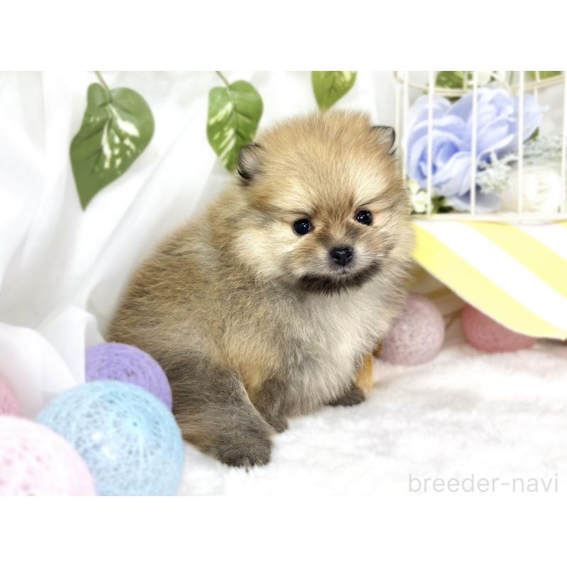 販売中の滋賀県のポメラニアン-447438の2枚目