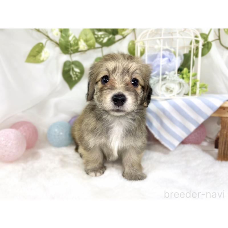 販売中の滋賀県のマルックス:マルチーズ×ミニチュアダックスフンド-447439の4枚目