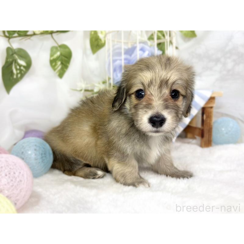 販売中の滋賀県のマルックス:マルチーズ×ミニチュアダックスフンド-447439の3枚目