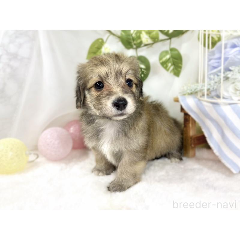 販売中の滋賀県のマルックス:マルチーズ×ミニチュアダックスフンド-447439の2枚目