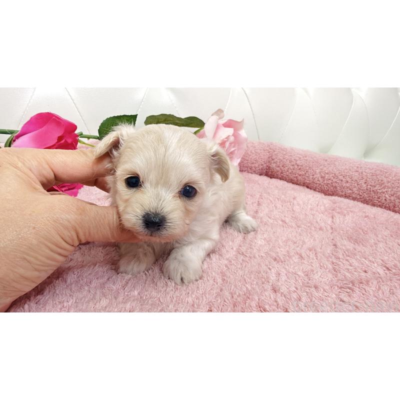 販売中の埼玉県のチワプー:チワワ×トイプードル-447440