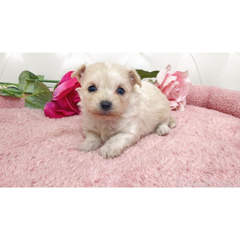 販売中の埼玉県のチワプー:チワワ×トイプードル-447440の9枚目