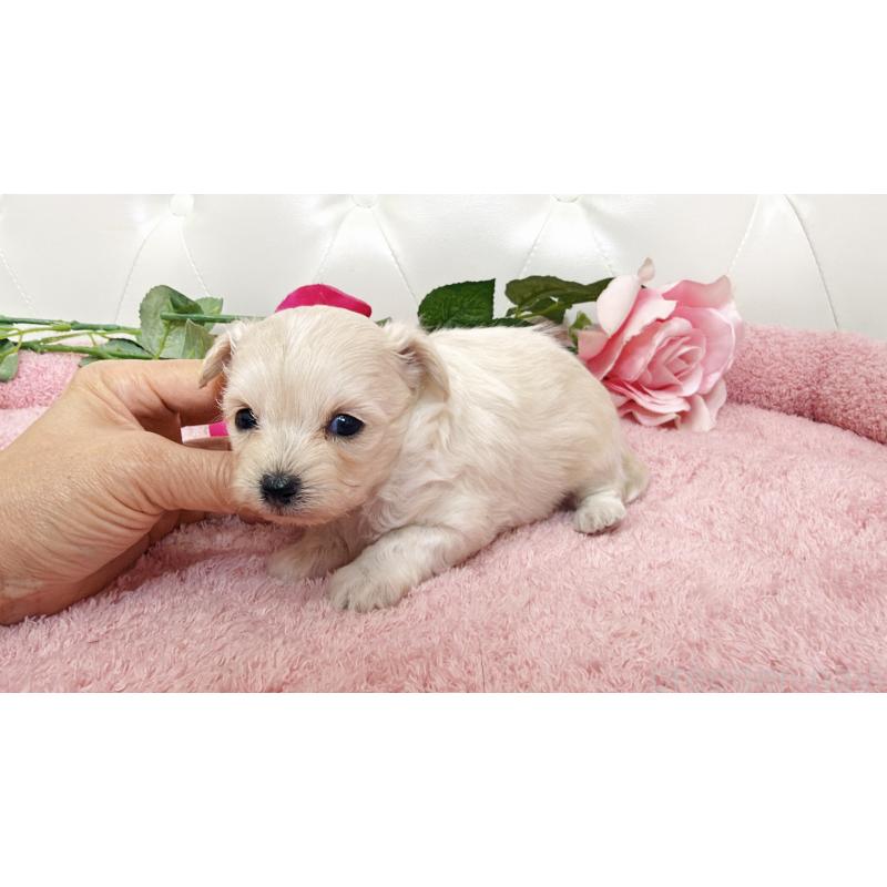 販売中の埼玉県のチワプー:チワワ×トイプードル-447440の5枚目