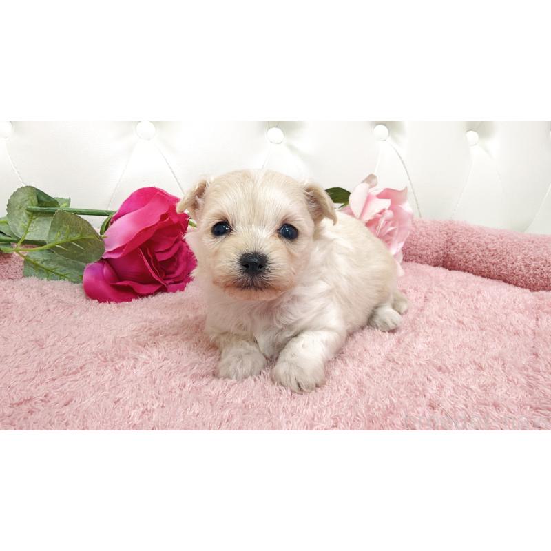 販売中の埼玉県のチワプー:チワワ×トイプードル-447440の4枚目