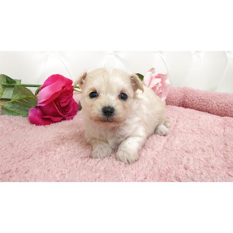 販売中の埼玉県のチワプー:チワワ×トイプードル-447440の3枚目