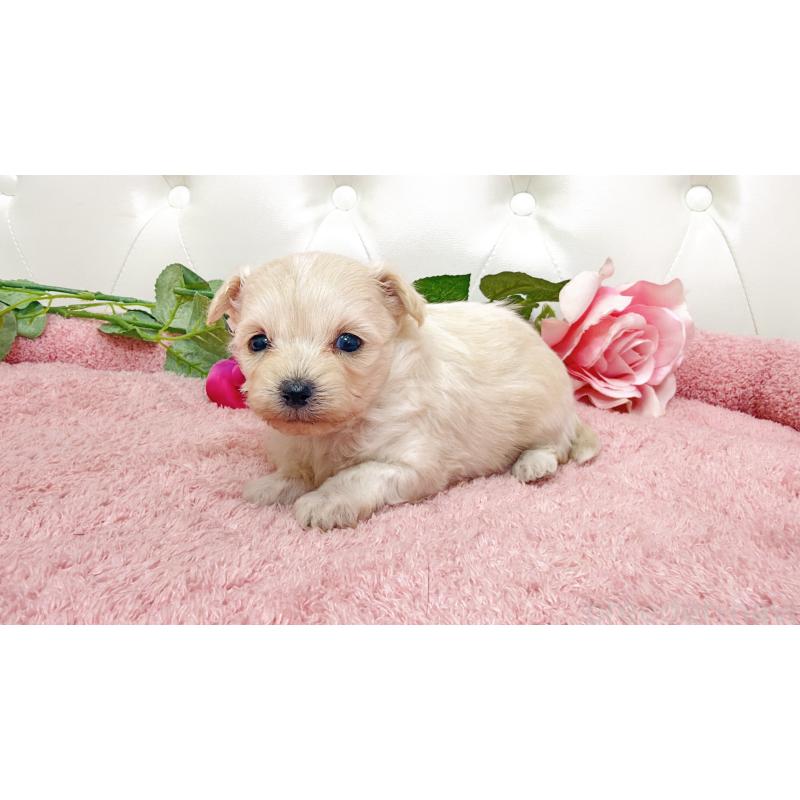 販売中の埼玉県のチワプー:チワワ×トイプードル-447440の2枚目