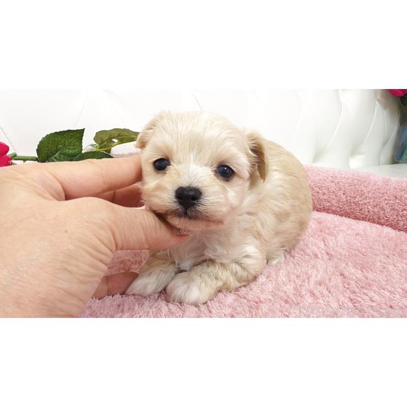 販売中の埼玉県のチワプー:チワワ×トイプードル-447441