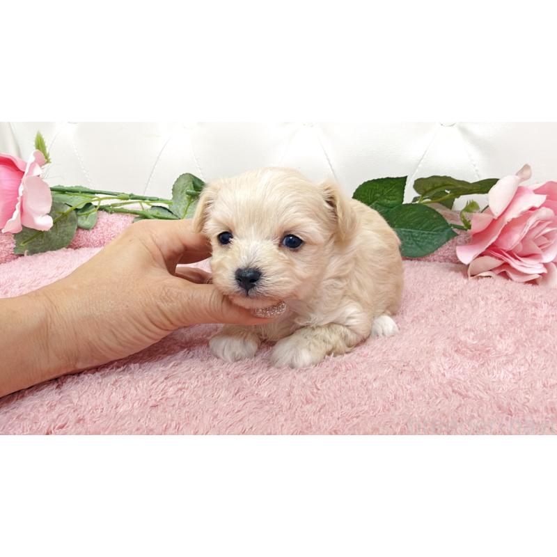 販売中の埼玉県のチワプー:チワワ×トイプードル-447441の8枚目