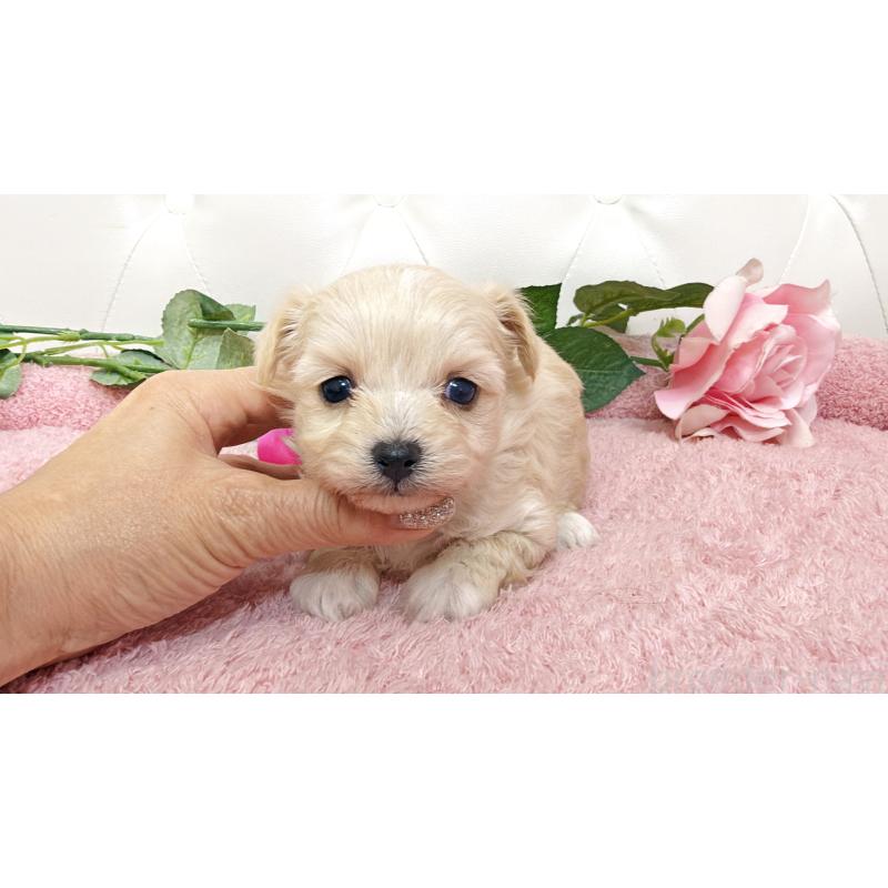 販売中の埼玉県のチワプー:チワワ×トイプードル-447441の7枚目