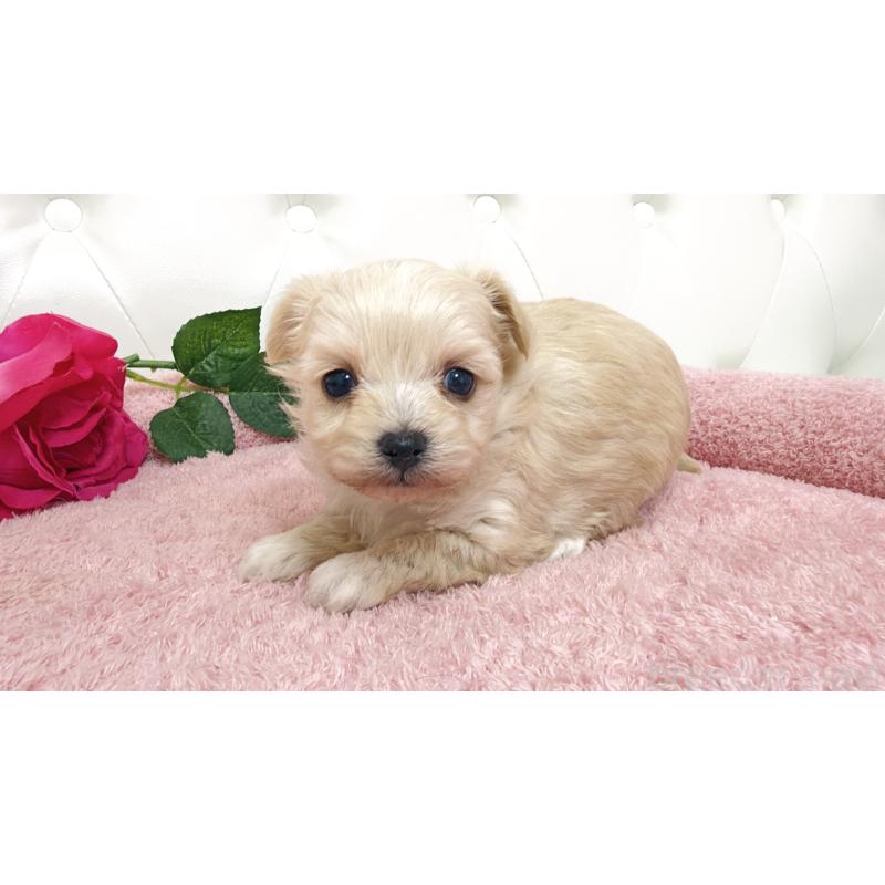 販売中の埼玉県のチワプー:チワワ×トイプードル-447441の6枚目