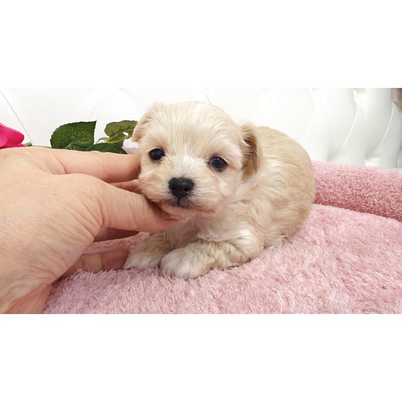 販売中の埼玉県のチワプー:チワワ×トイプードル-447441の4枚目
