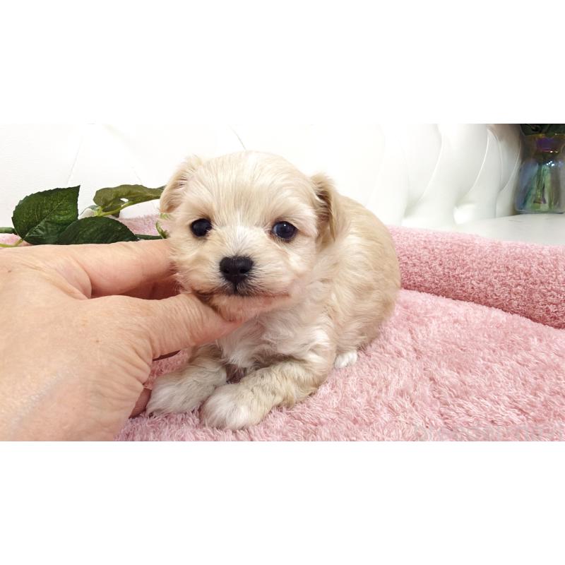 販売中の埼玉県のチワプー:チワワ×トイプードル-447441の3枚目